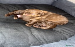 Shihpoo dogs for sale: Beautiful Shihpoo puppies  - Image 10