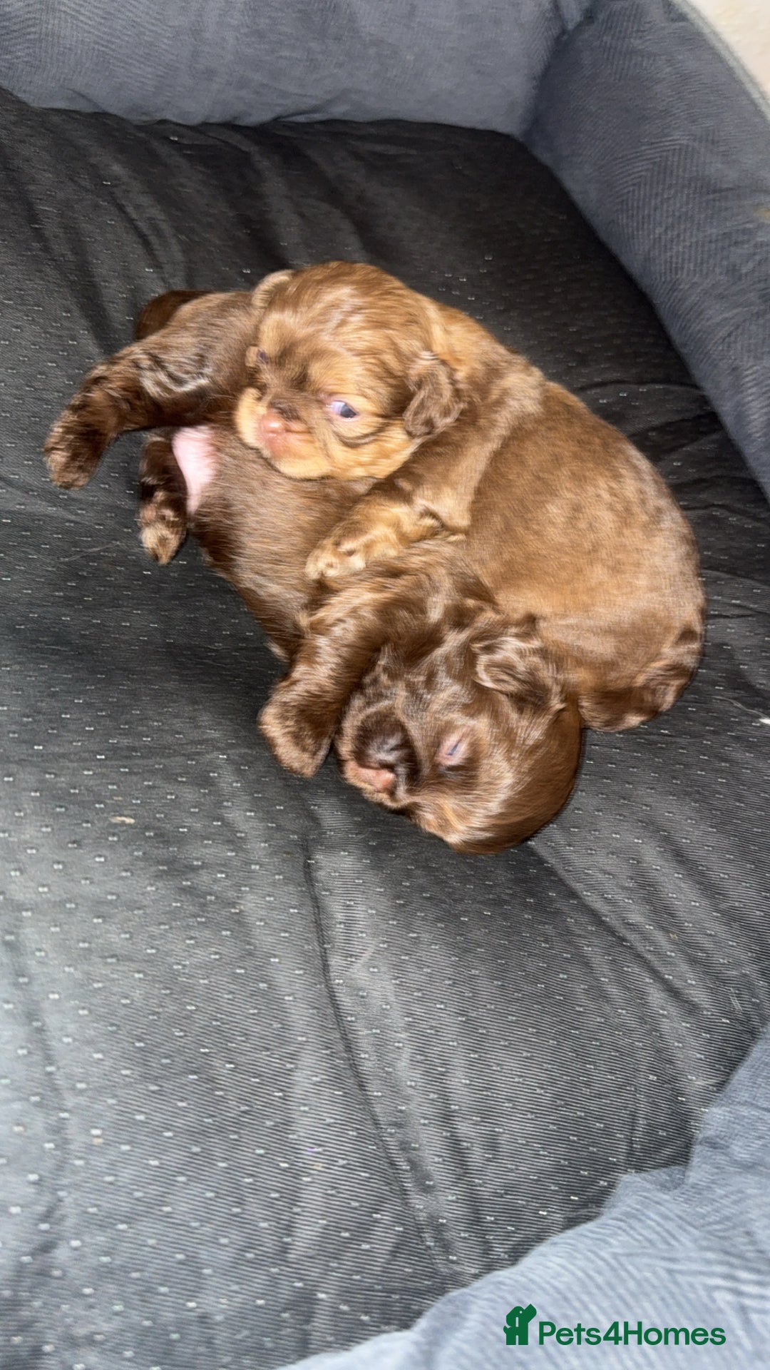 Shihpoo dogs for sale: Beautiful Shihpoo puppies  - Image 10