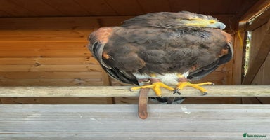 Mixed Breed birds - Advert 16