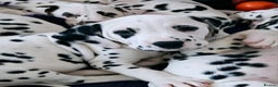 Dalmatian dogs for sale: Champion Lines Dalmatian Puppies - Advert 10