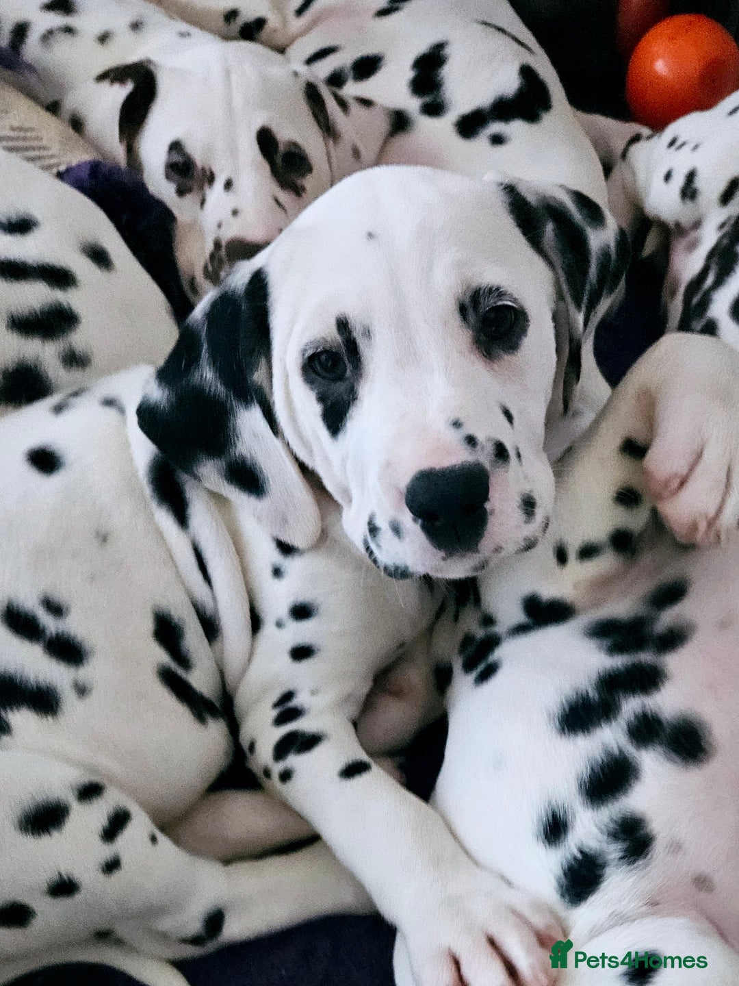 Dalmatian dogs for sale: Champion Lines Dalmatian Puppies - Image 2