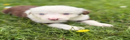 Border Collie dogs for sale: BEAUTIFUL BC PUPS, HEALTH TESTED CLEAR PARENTS  - Advert 29