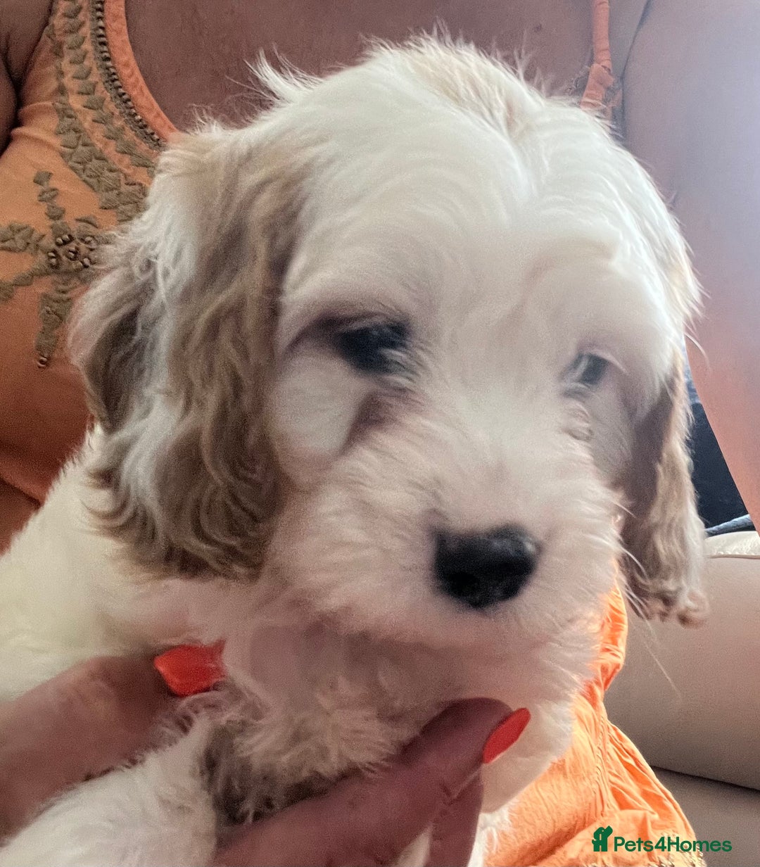 Cavapoo dogs for sale: Cavapoo Puppy 3 - 🐶🐩 7 HEALTH CLEAR ADORABLE CAVAPOO PUPPIES 🐩🐶  - Image 20