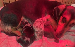 Miniature Dachshund dogs for sale: Miniature dachshund  - Image 9
