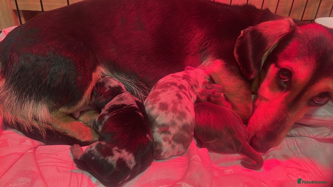 Miniature Dachshund dogs for sale: Miniature dachshund  - Image 9