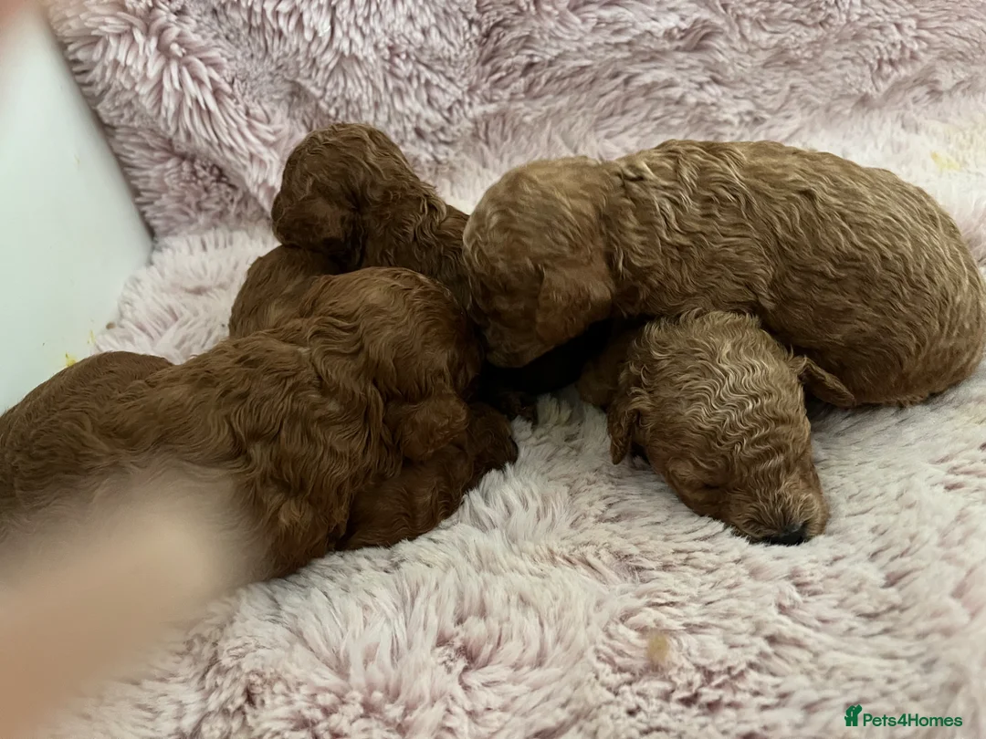 Toy Poodle dogs for sale: Toy poodle puppies  - Advert 3