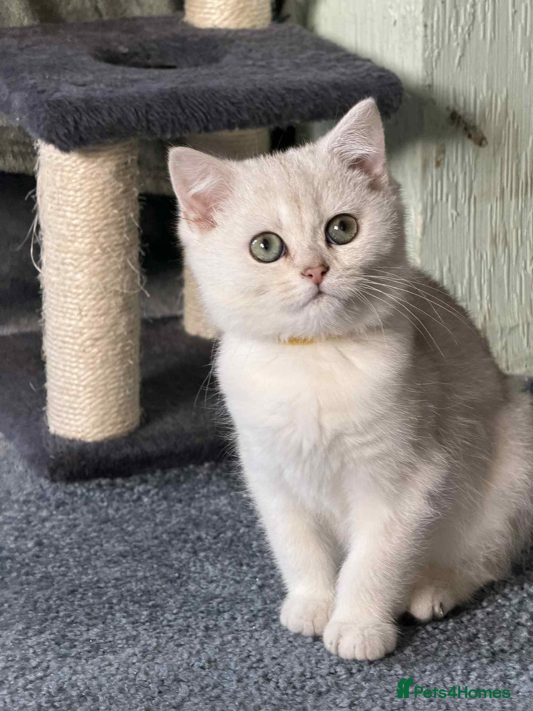 British Shorthair cats for sale: Stunning BSH golden/silver Kittens TICA - Advert 14