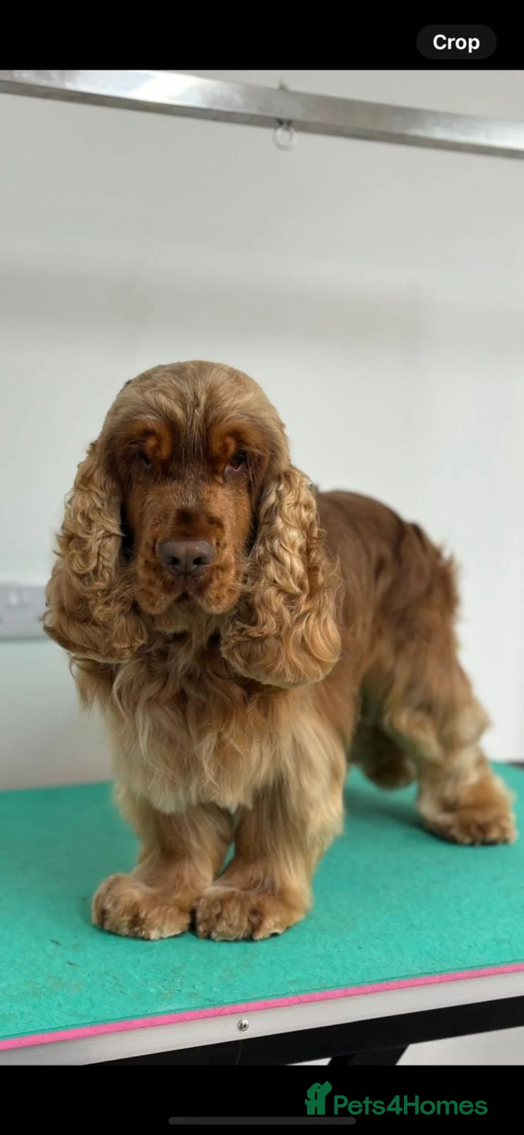 Cocker Spaniel dogs for sale: Exceptional Health Tested Show Cocker Spaniel - Advert 29