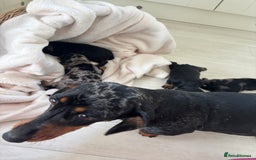 Mixed Breed dogs for sale: 5 Adorable miniature dapple schnoxie puppies - Image 6