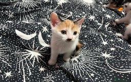 Mixed Breed cats for sale: Beautiful kittens - Image 13