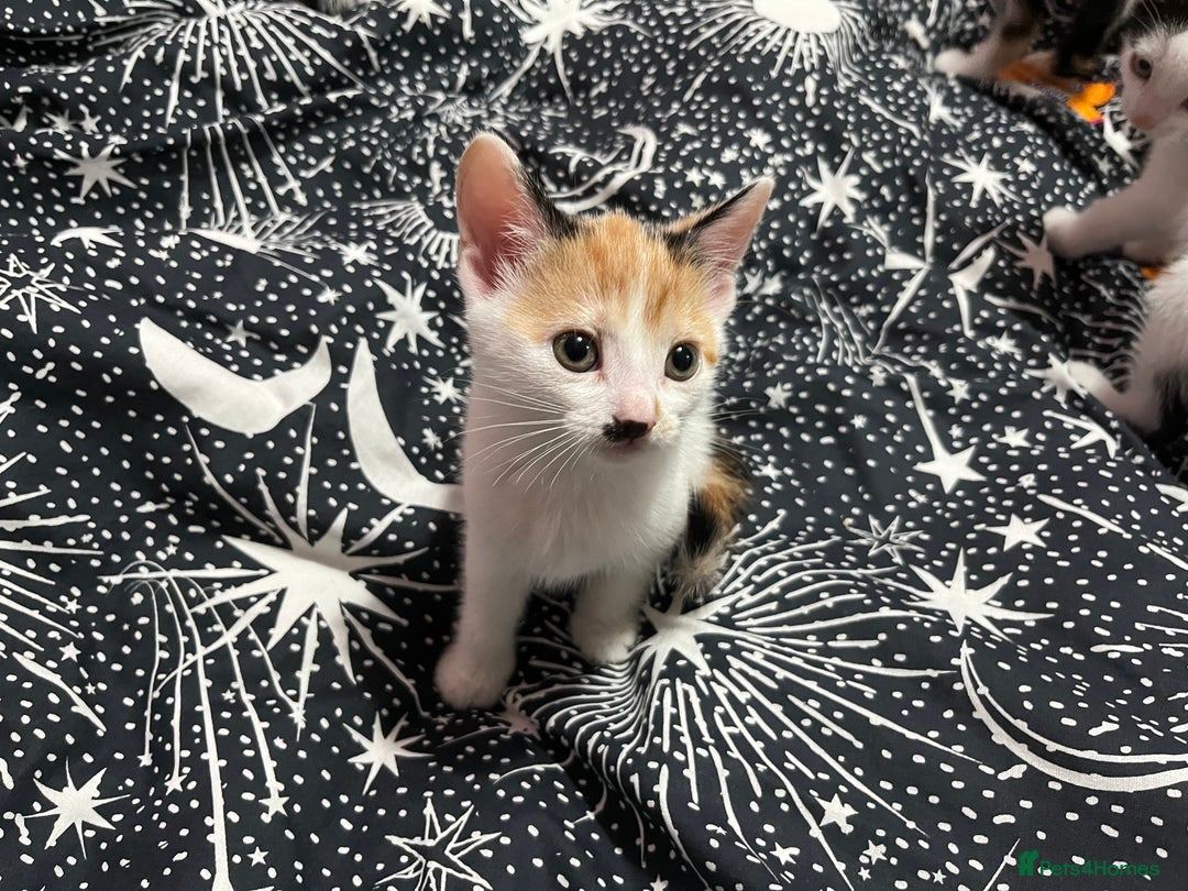 Mixed Breed cats for sale: Beautiful kittens - Image 13