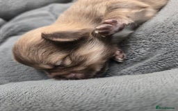 Pomchi dogs for sale: Gorgeous pomchi puppies  - Image 10