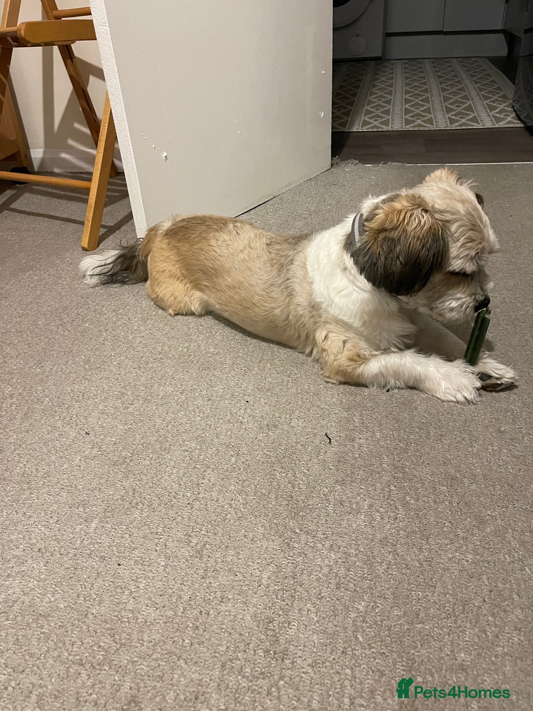 Mixed Breed dogs for sale: Poofy - Image 4