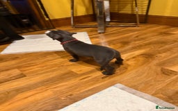 Staffordshire Bull Terrier dogs for sale: Lovely kc reg Staffordshire bull terrier puppies  - Image 21