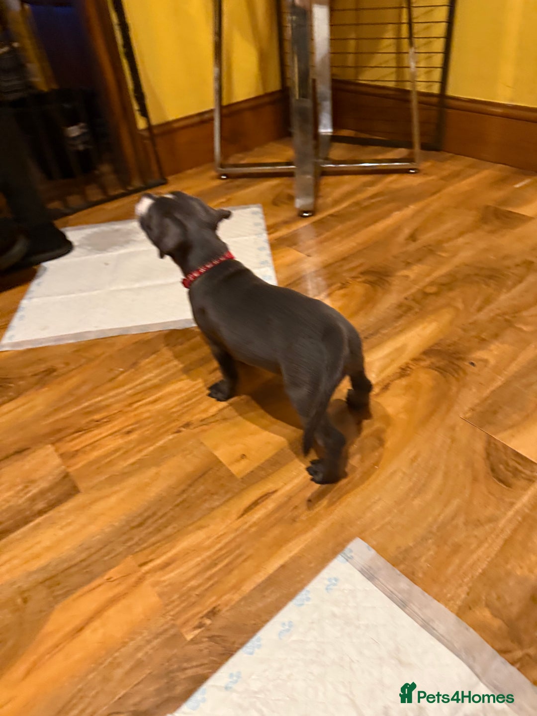 Staffordshire Bull Terrier dogs for sale: Lovely kc reg Staffordshire bull terrier puppies  - Image 21
