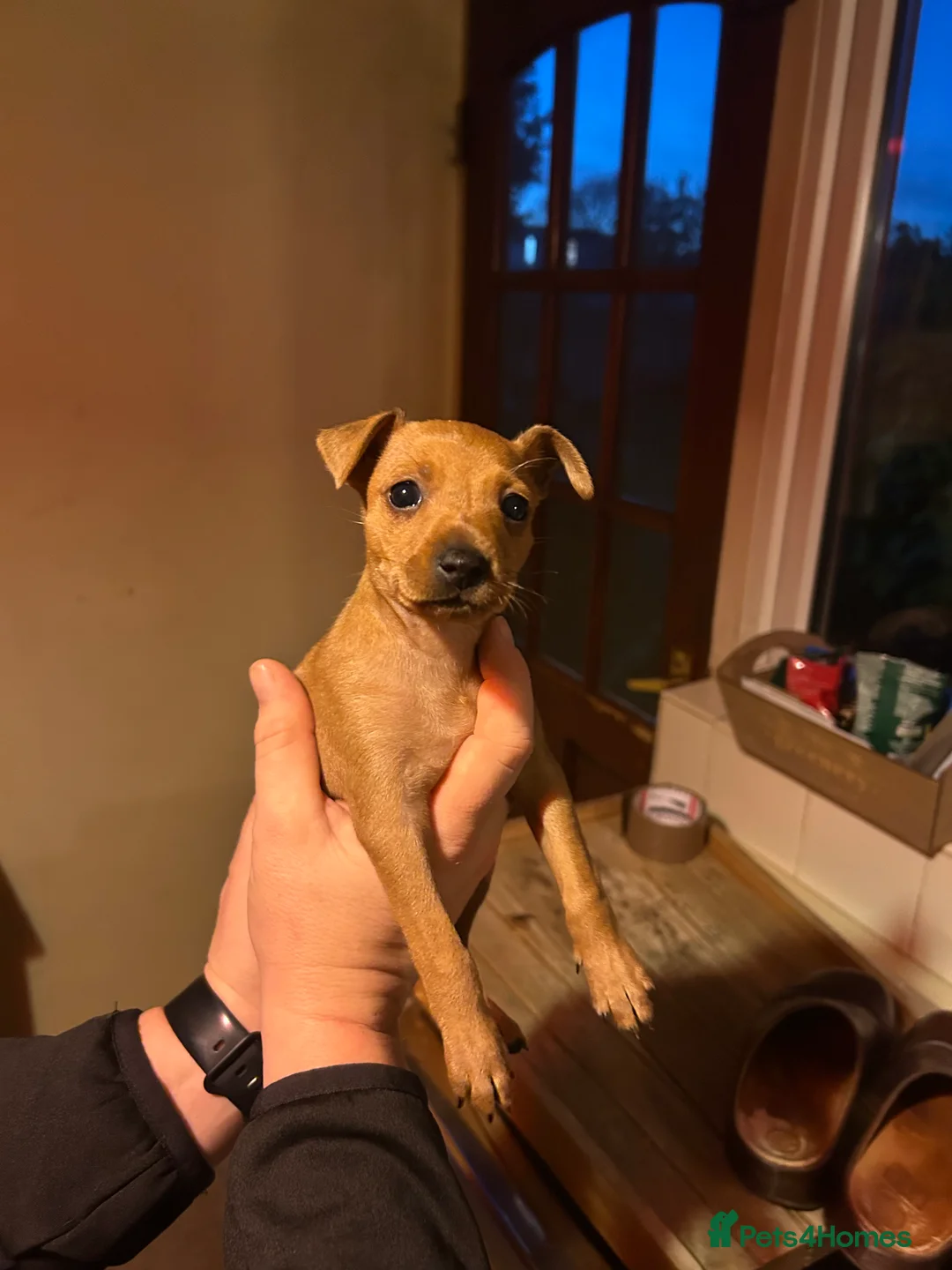 Miniature Pinscher dogs for sale: Stunning KC Miniature Pinscher puppies - Advert 33