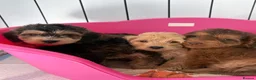 Cockapoo dogs for sale: Stunning sable cockerpoos  - Advert 5