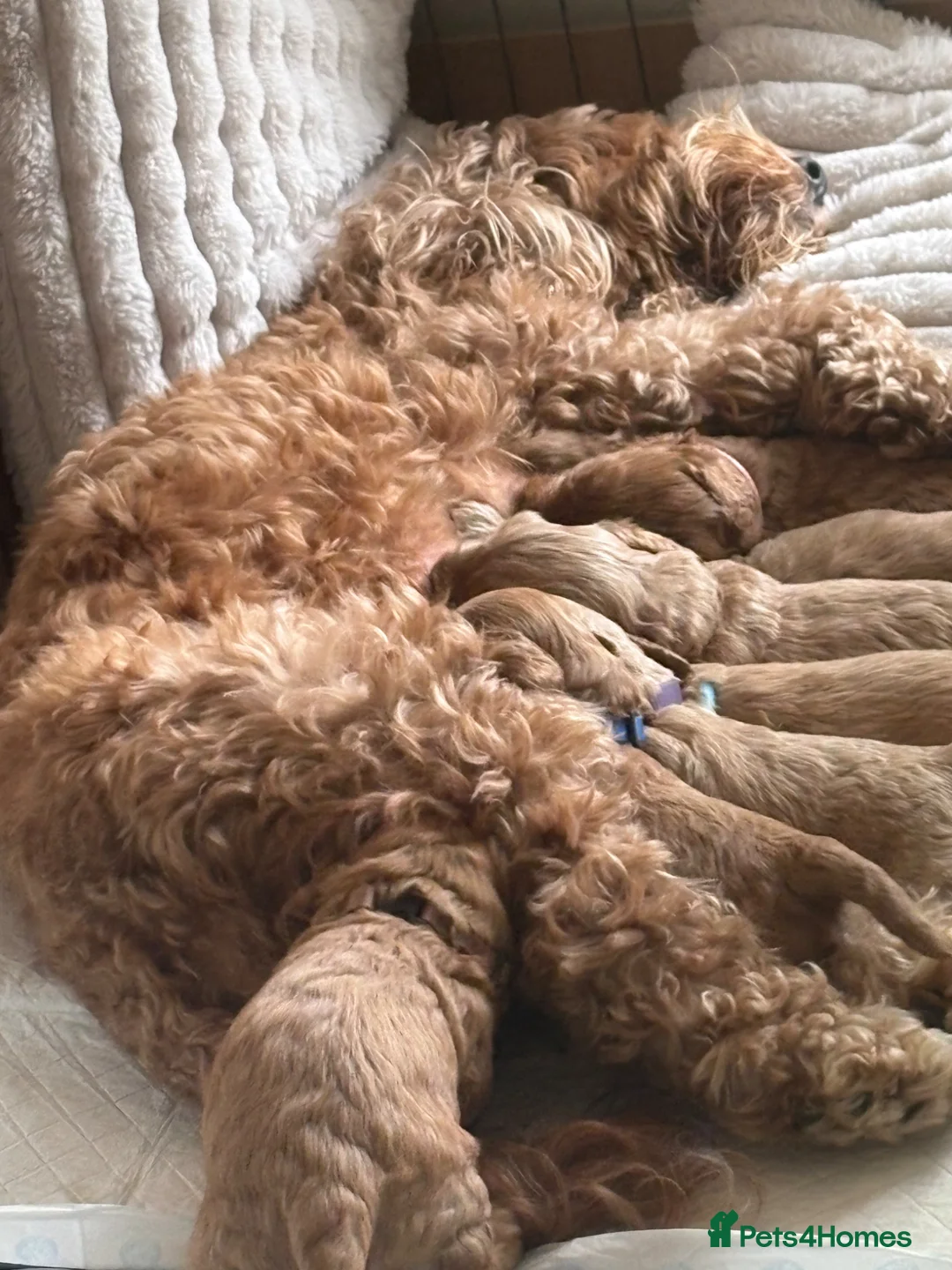 Cockapoo dogs for sale: F2B miniature Cockapoo puppies - Advert 1