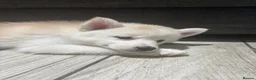 Pomsky dogs for sale: Last gorgeous boy left f3 pomsky - Advert 9