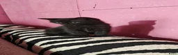 Mixed Breed cats for sale: Gorgeous black kitten looking for his forever home - Advert 4