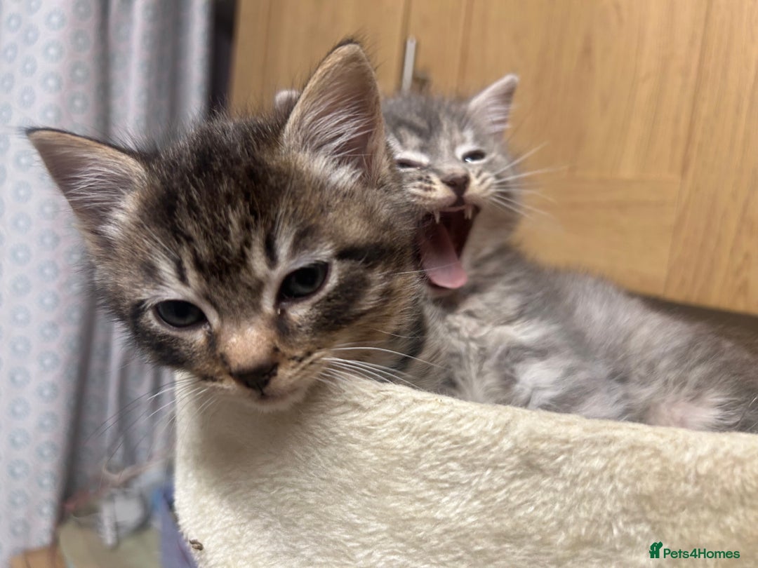 Ragdoll cats for sale: Ragdoll British Blue x beautiful furbabies - Advert 3