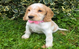 Cocker Spaniel dogs for sale: KC Registered Show Type Cocker Spaniels  - Image 7