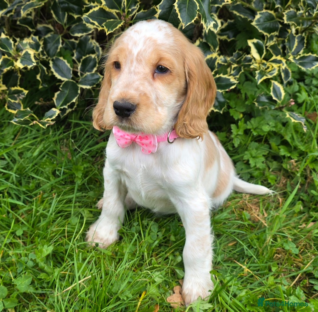 Cocker Spaniel dogs for sale: KC Registered Show Type Cocker Spaniels  - Image 7