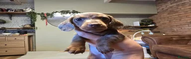 Miniature Dachshund 2