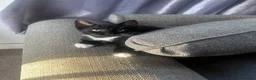 Mixed Breed cats for sale: Black and white kitten  - Advert 4