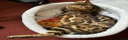 Bengal cats for sale: Baby pure bengal male  - Advert 12
