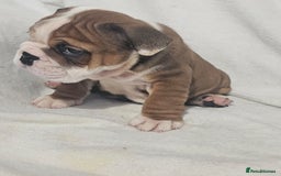 English Bulldog dogs for sale: Champion English bulldogs - Image 20