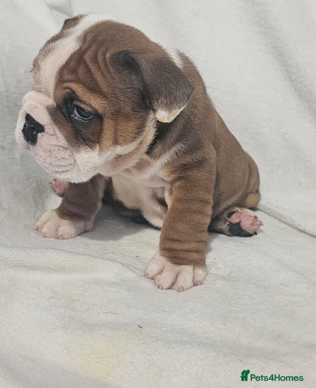 English Bulldog dogs for sale: Champion English bulldogs - Image 20