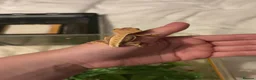 Gecko reptiles for sale: 5 stunning crested geckos from 3 months old - Advert 9