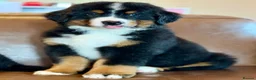 Mixed Breed dogs for sale: Labernese puppies for sale - Advert 5