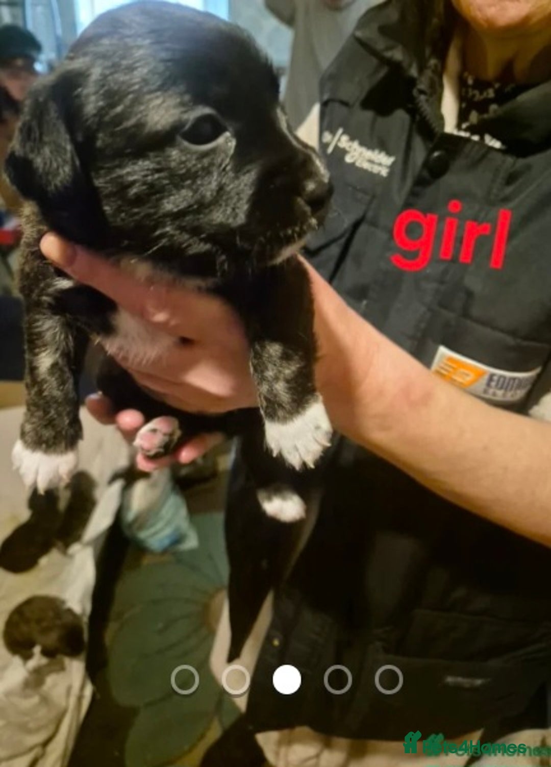 Mixed Breed dogs for sale: Stunning westie x jack russell puppies  - Advert 2