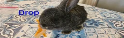 Mini Lop rabbits for sale: Baby Bunnies - very tame! - Advert 5