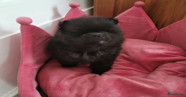 Pomeranian dogs - Advert 2