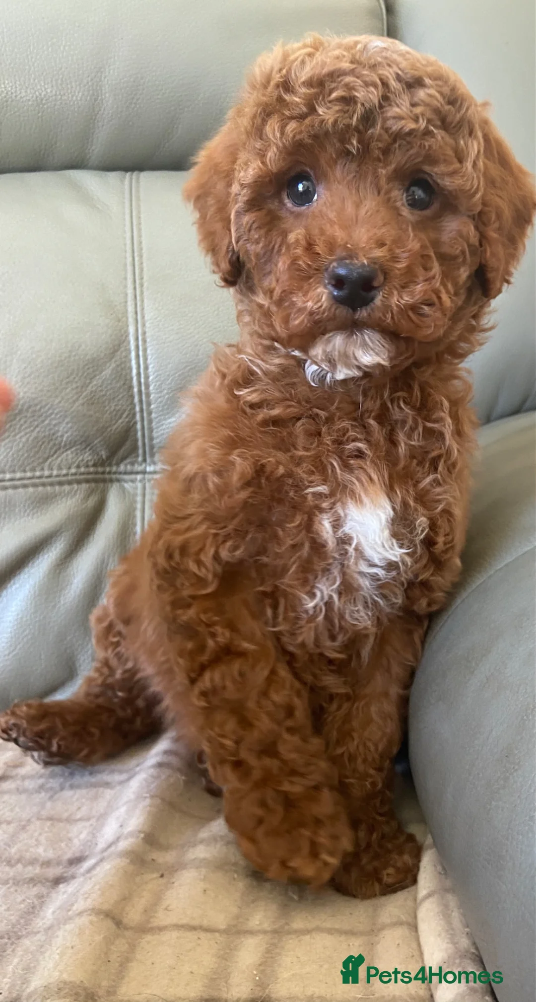 Mixed Breed dogs for sale: Stunning Australian Double Doodles - Advert 2
