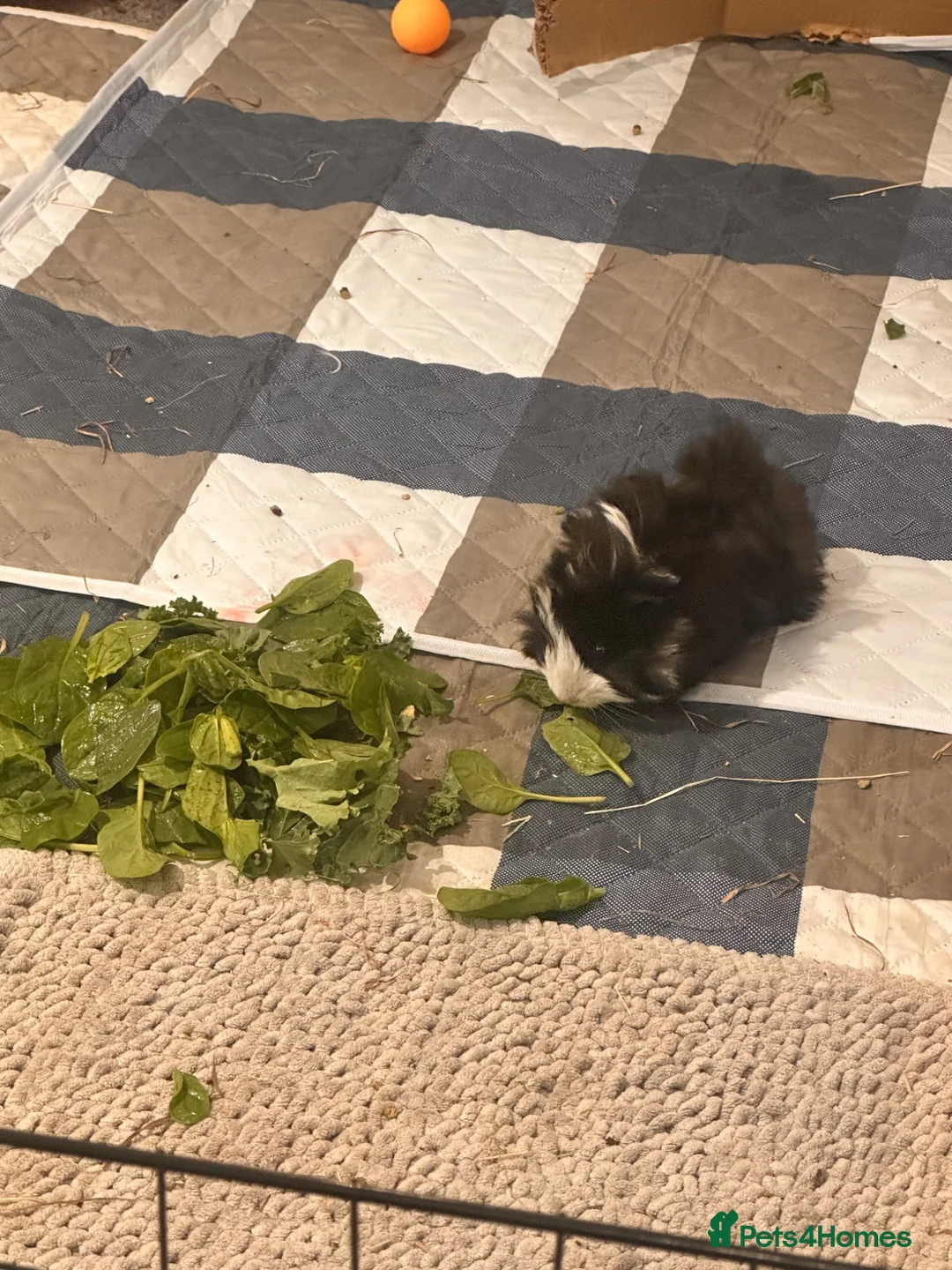 Guinea Pig rodents for sale: 8 week old long haired male guinea pig - Advert 11