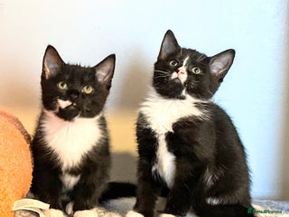 Mixed Breed cats 8 WEEK OLD BEAUTIFUL KITTENS READY NOW - Advert 18