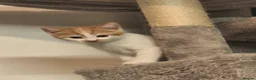 Mixed Breed cats for sale: Kitten  in Bedford - Advert 6