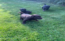 Borador dogs for sale: Lab x collie puppies  - Image 16