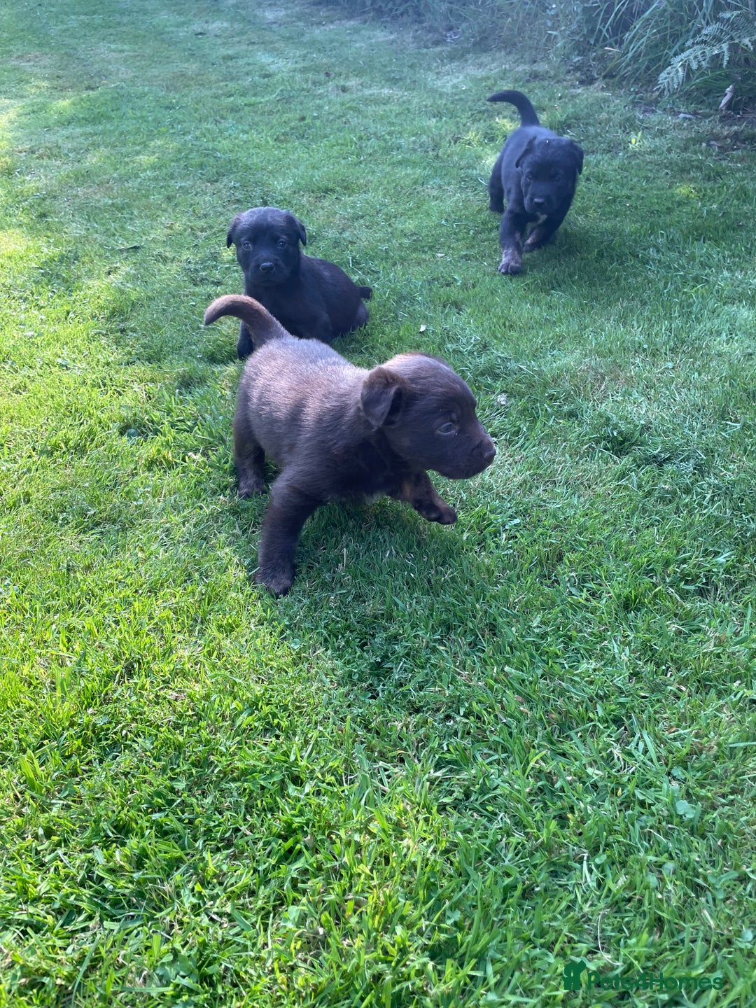 Borador dogs for sale: Lab x collie puppies  - Image 16