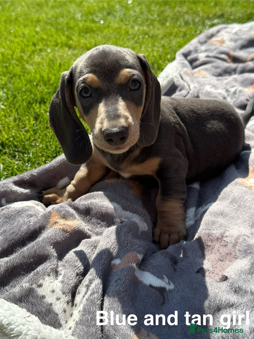 Miniature Dachshund dogs for sale: Miniature Dachshund Pups – Ready for Loving Homes - Image 5