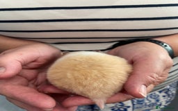 Hamster rodents for sale: Baby Syrian hamsters from show stock  - Image 39