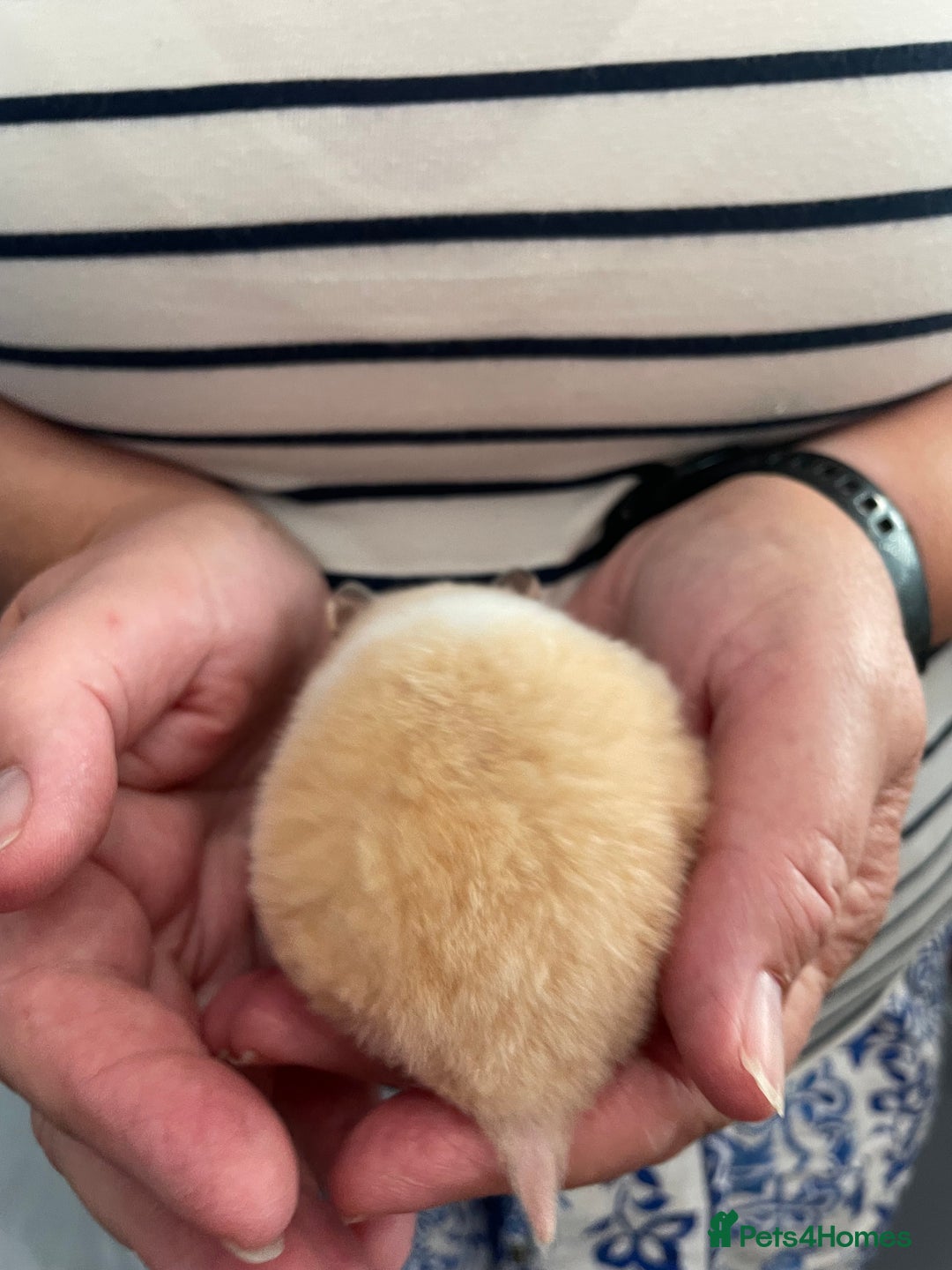 Hamster rodents for sale: Baby Syrian hamsters from show stock  - Image 39