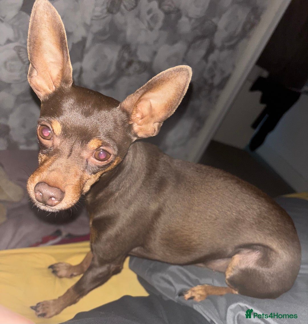 Miniature Pinscher dogs for stud: Tiger the min pin stud - Advert 2