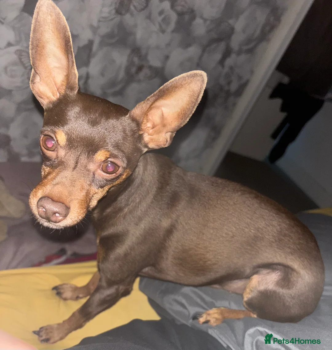 Miniature Pinscher dogs for stud: Tiger the min pin stud - Advert 2