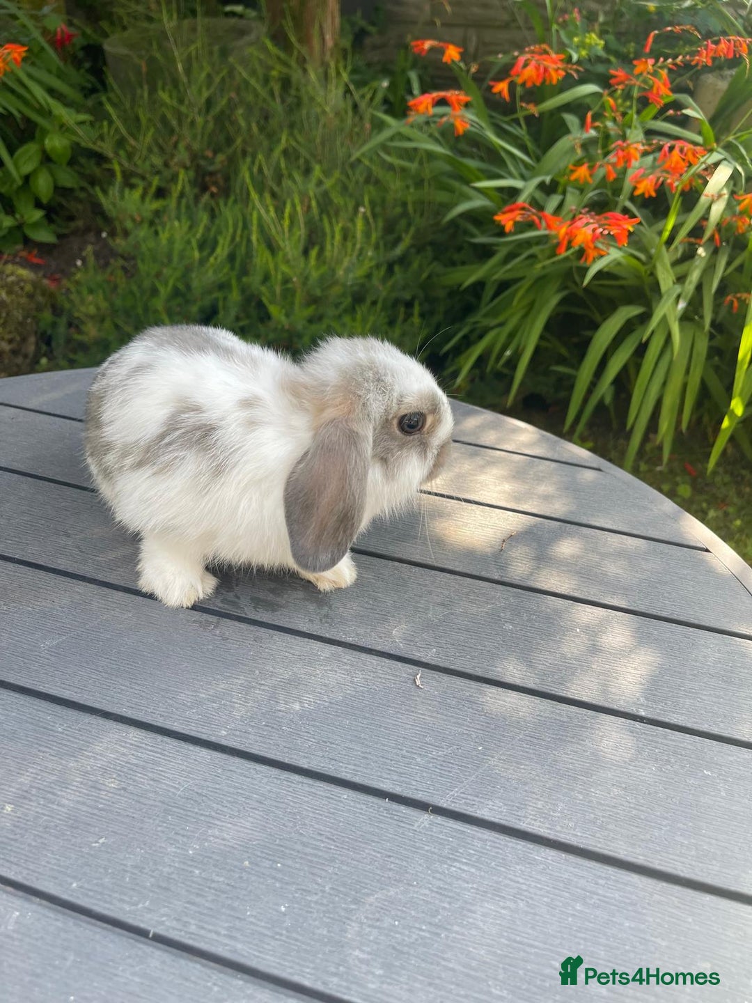 Mini Lop rabbits for sale: Beautiful Mini Lop Bunnies - Image 5
