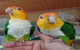 Parrots birds for sale: Tamed Parrots, African Greys and more - Image 8